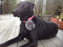 Jetta, our black lab model
