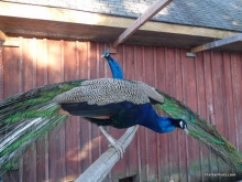 Mr. Peacock And George